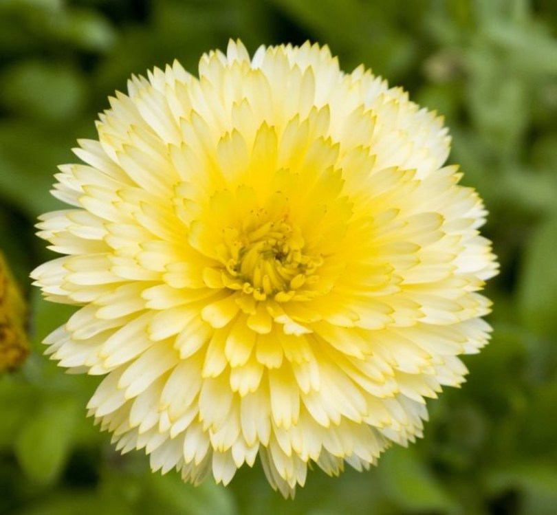 Cream Beauty körömvirág, Calendula officinalis, ehető virág